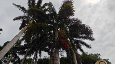 Hindistan, Bengaluru 'daki Lalbagh Botanik Bahçesi' nde palmiye ağaçları.