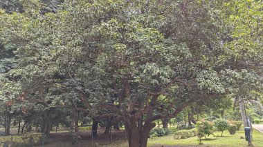 Hindistan, Bengaluru 'daki Lalbagh Botanik Bahçesinde yetişen yeşil ağaçlar.