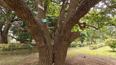 Hindistan, Bengaluru 'daki Lalbagh Botanik Bahçesi' nde büyük bir kafur ağacı (Cinnamomum camphora).