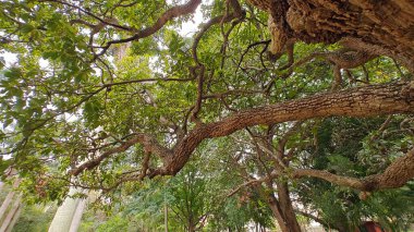 Hindistan, Bengaluru 'daki Lalbagh Botanik Bahçesi' nde ağaç dalları
