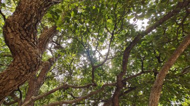 Hindistan, Bengaluru 'daki Lalbagh Botanik Bahçesi' nde ağaç dalları