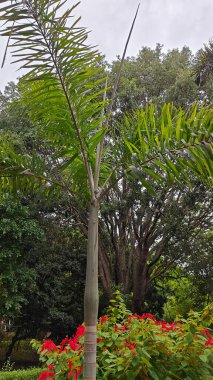 Hindistan, Bengaluru 'daki Lalbagh Botanik Bahçesi' nin güzel manzarası.