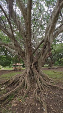Hindistan, Bengaluru 'daki Lalbagh Botanik Bahçesi' nde Moreton Körfezi incir köklerine (Ficus makrophylla) sahip büyük bir ağaç.