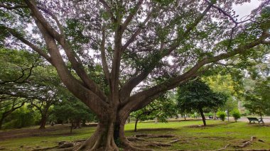 Hindistan, Bengaluru 'daki Lalbagh Botanik Bahçesi' nde büyük Moreton Körfezi inciri ağacı (Ficus makrophylla).