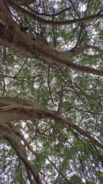 Hindistan, Bengaluru 'daki Lalbagh Botanik Bahçesi' nde büyük Moreton Körfezi incir ağaçları (Ficus makrophylla)