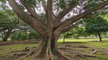 Hindistan, Bengaluru 'daki Lalbagh Botanik Bahçesi' nde Moreton Körfezi incir köklerine (Ficus makrophylla) sahip büyük bir ağaç.