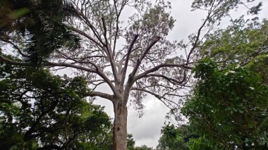 Hindistan, Bengaluru 'daki Lalbagh Botanik Bahçesinde okaliptüs ağacı
