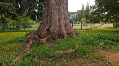 Hindistan, Bengaluru 'daki Lalbagh Botanik Bahçesi' ndeki eski Kızıl Pamuk Ağacı.