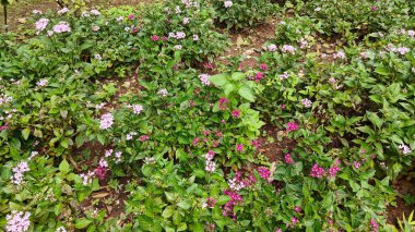 bahçede büyüyen güzel pembe çiçekler