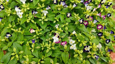 Torenia Fournieri 'ye yakın, lades kemiği çiçekleri olarak da bilinir.