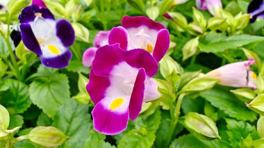 Torenia Fournieri 'ye yakın, lades kemiği çiçekleri olarak da bilinir.