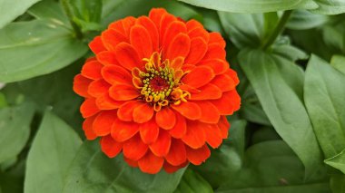 Yaz bahçesinde yetişen kırmızı Zinnia çiçeği