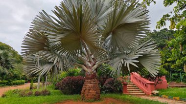 Bismarck Palm (Bismarckia nobilis), Hindistan 'ın Bengaluru kentindeki Lalbagh Botanik Bahçesi' nde.