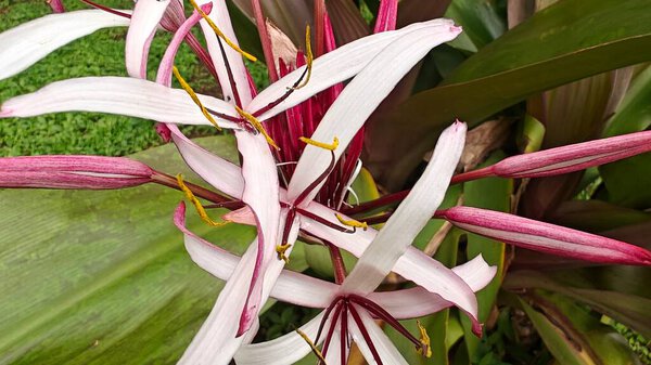 тропическое растение, Crinum asiaticum, также известное как гигантская лилия кринума, ядовитая луковица или паучья лилия. 