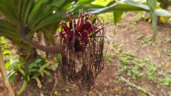 Hindistan, Bengaluru 'daki Lalbagh Botanik Bahçesi' nde yetişen dev Crinum Lily bitkisi.
