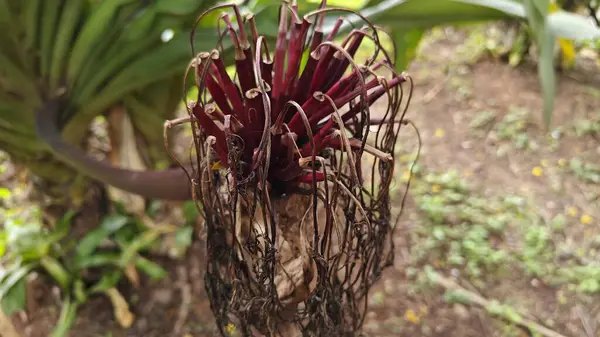 Hindistan, Bengaluru 'daki Lalbagh Botanik Bahçesi' nde yetişen dev Crinum Lily bitkisi.
