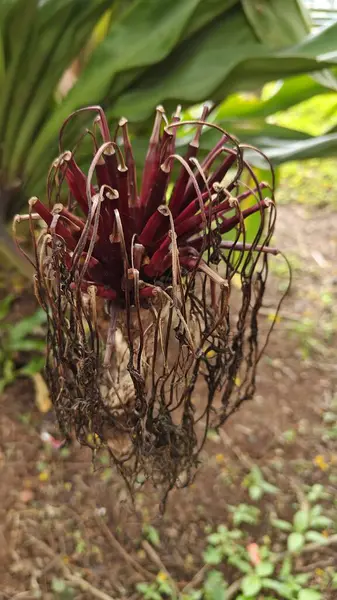 Hindistan, Bengaluru 'daki Lalbagh Botanik Bahçesi' nde yetişen dev Crinum Lily bitkisi.