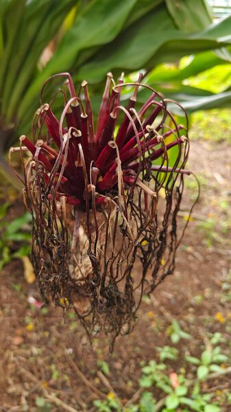 Гигантское растение Кринум Лили, растущее в ботаническом саду Лалбаг в Бенгалуру, Индия