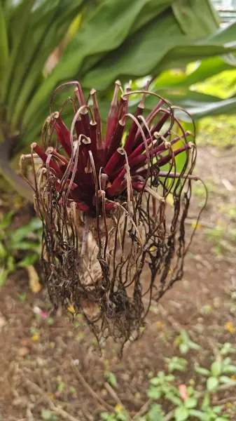 Hindistan, Bengaluru 'daki Lalbagh Botanik Bahçesi' nde yetişen dev Crinum Lily bitkisi.