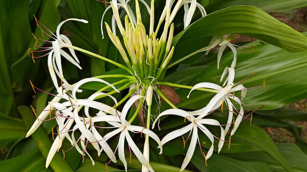 тропическое растение, Crinum asiaticum, также известное как гигантская лилия кринума, ядовитая луковица или паучья лилия. 