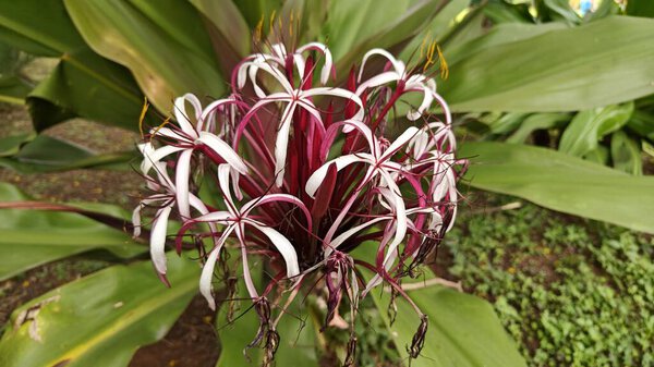 тропическое растение, Crinum asiaticum, также известное как гигантская лилия кринума, ядовитая луковица или паучья лилия. 