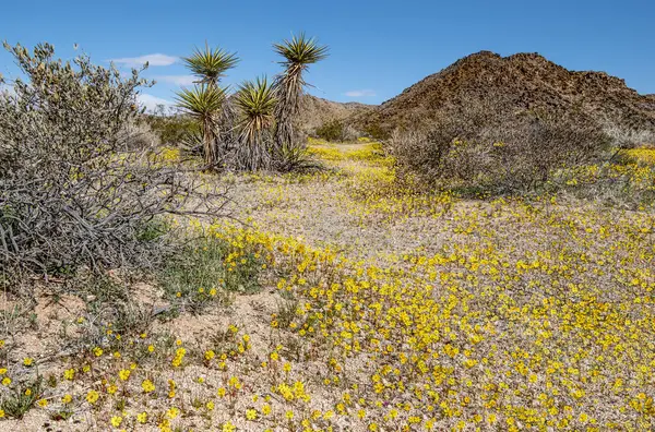 Desert Wildflowers Žlutý Mák Koberec Pouštní Dno Národním Parku Joshua Stock Obrázky