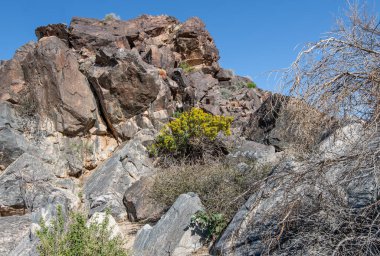 Doğal Çöl Kaya Bahçesi: Joshua Tree Ulusal Parkı 'ndaki kayalık bir çıkıntının sertifikalarını çeşitli çöl bitkileri doldurdu  