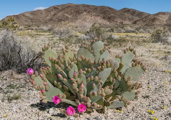 Blommande Kaktusbeskrivning Bäver Svans Kaktus Opuntia Basilaris Med Många Knoppar Royaltyfria Stockfoton