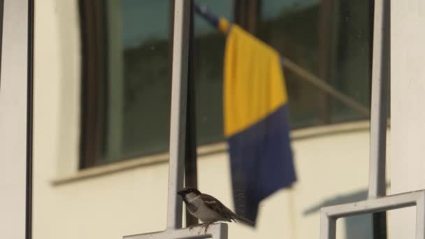 Haussperlingssingen Vor Der Bosnischen Flagge Symbol Der Hoffnung Bosnien Hochwertiges — Stockvideo