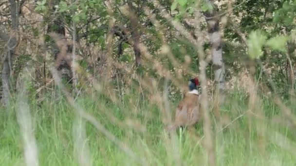 Pheasant Male Walking Inhigh Grass Game Bird Hunting Англійською Кадри — стокове відео