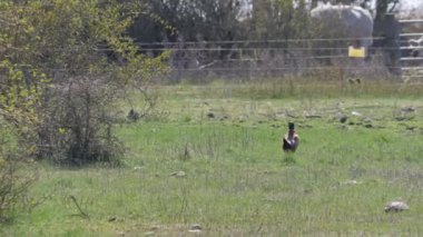 İsveç, Pasture 'da Sülün Erkek Kuş Yürüyüşü, İzleme Çekimi. Yüksek kalite 4k görüntü