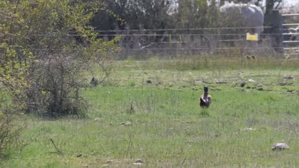 Pheasant Male Bird Walking Pasture Suécia Tracking Shot Imagens Alta — Vídeo de Stock