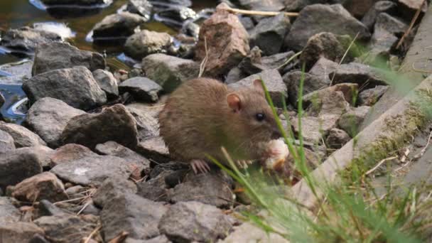 Szczur Siedzący Skalistym Brzegu Jedzący Okruchy Chleba Wysokiej Jakości Materiał — Wideo stockowe