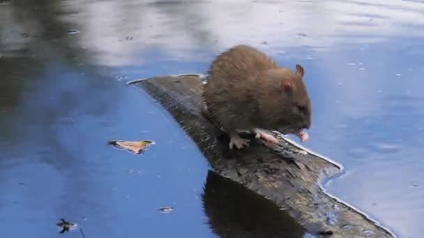 Szczur Myjący Się Pływającym Kawałku Drewna Zbliżenie Wysokiej Jakości Materiał — Wideo stockowe