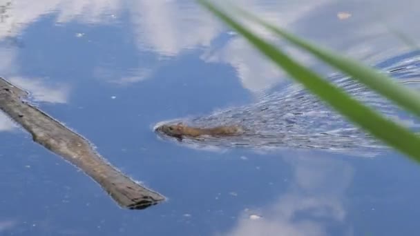 Brown Rat Plavání Kus Dřeva Jezeře Sledování Shot Vysoce Kvalitní — Stock video