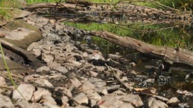 Birçok Kızıl Yusufçuk çiftler halinde dans ederek uçar, geniş açıyla. Yüksek kalite 4k görüntü