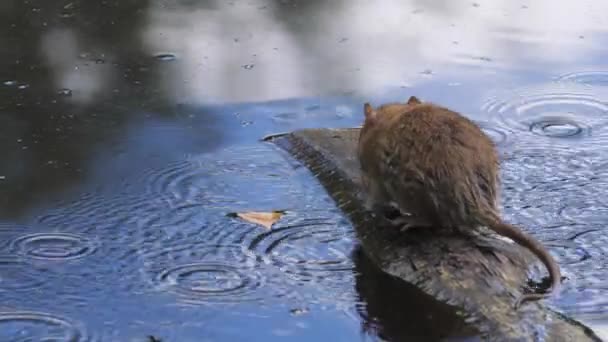 Rato Olha Volta Sentado Pedaço Madeira Flutuando Lago Imagens Alta — Vídeo de Stock