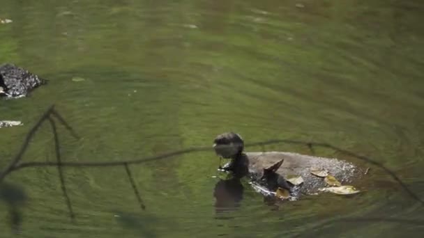 White Throated Dipper Getting Rock Tranquil River High Angle High — Stock Video