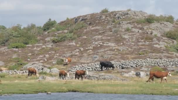 Krávy Kráčející Pobřežní Oblasti Přírodní Rezervace Švédsku Zřízení Shot Vysoce — Stock video