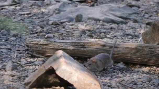 Patkány Settenkedik Gravel Földön Követi Lövést Kiváló Minőségű Felvételek — Stock videók