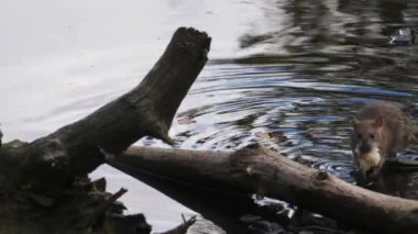 Pond 'un yanında Büyük Ekmek Kırıntıları olan Sıçan, Kış için Yiyecek Toplama, İzleme Çekimi. Yüksek kalite 4k görüntü