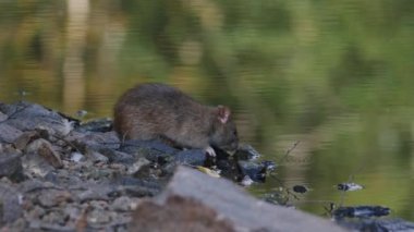 Rat Shore 'da yiyecek arıyor, Kış gelmeden yiyecek stokluyor, Yakın plan. Yüksek kalite 4k görüntü