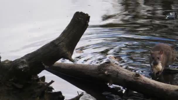 Pond Yanında Büyük Ekmek Kırıntıları Olan Sıçan Kış Için Yiyecek — Stok video