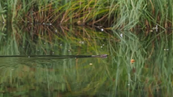 Rata Nadando Otro Lado Del Estanque Con Reflejo Hierba Agua — Vídeos de Stock