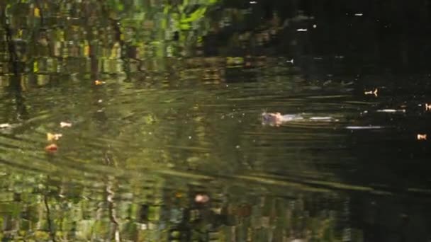 Rat Swimming Pond Lush Water Reflection Summer Wide Shot 고품질 — 비디오