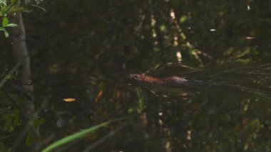 Rodant Rat Vahşi Nehirde Yüzüyor, İzleme Çekimi. Yüksek kalite 4k görüntü