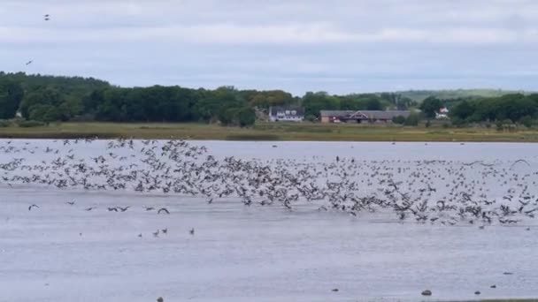 Grande Rebanho Pássaros Gansos Decolando Zonas Húmidas Migração Outono Tiro — Vídeo de Stock