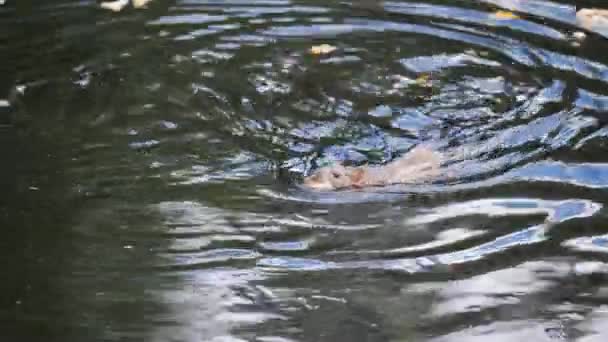 배트는 입으로 연못에서 수영을 가까이 수영을 고품질 — 비디오