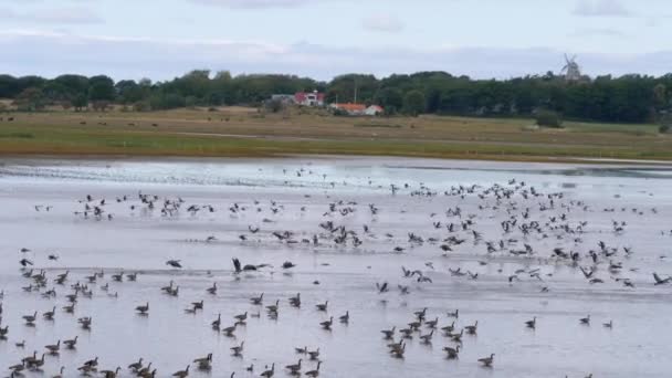 Migratory Geese Birds Taking Wetland Wide Shot Высококачественные Кадры — стоковое видео