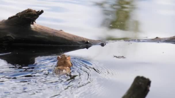 Rat Swims Floating Wood Log Cinematic Shot Imagens Alta Qualidade — Vídeo de Stock